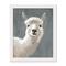 Painty Llama White Framed Print Under Plexiglass
